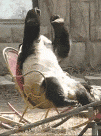Embarrassed-Panda-Relives-Last-Nights-Drunk-Ventures-Reaction-Gif.gif