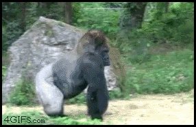 Gorilla-Is-Out-Reaction-Gif.gif