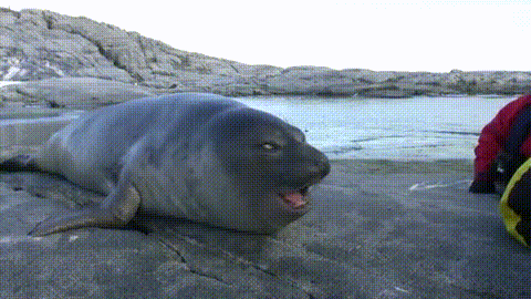 Excited-Seal-Tells-A-Joke-Reaction-Gif.gif