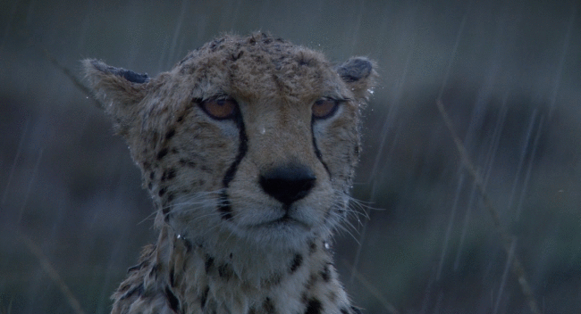 [Image: Cheetah-Stares-Into-The-Wild-Shivering-In-The-Rain.gif]