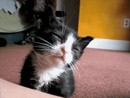 The 46 Cutest Cat GIFs Ever