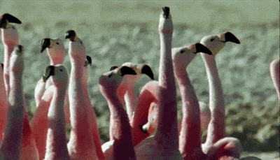 A-Confused-Flamboyance-Of-Flamingos-In-N
