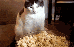 Cat-Engulfs-Itself-In-The-Great-Smell-Of-Popcorn.gif