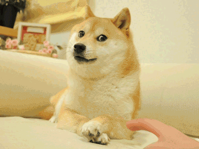 Doge-Meme-Gif-Demands-You-Staph-What-Your-Are-Doing.gif