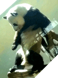 [Image: Panda-Bear-Freakin-Grinding-In-The-Club.gif]