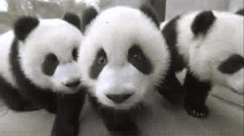 http://mrwgifs.com/wp-content/uploads/2013/11/Three-Cute-Panda-Cubs-Want-To-Play-With-Your-Camera.gif
