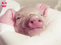 Blissful-Baby-Pig-Chilling-In-Warm-Water