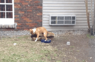 [Image: Dog-Humps-His-Bed-Into-a-Seizure-Before-...-Dream.gif]