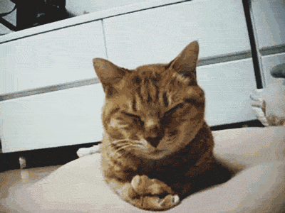 Sleepy-Cat-Facepalm-Shake-My-Head-Reaction-Gif.gif