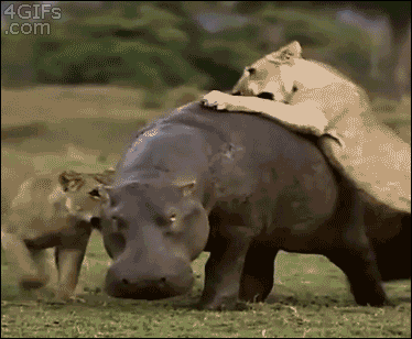 Hippo-Dont-Care-About-Multiple-Lions-Attacking-It-When-Its-Got-Places-To-Be.gif