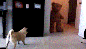 [Image: Pug-Poops-On-The-Carpet-After-a-Terrying...y-Bear.gif]