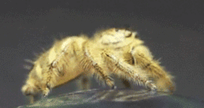 http://mrwgifs.com/wp-content/uploads/2013/06/Deal-With-It-Spider-Game-Face-Gif.gif